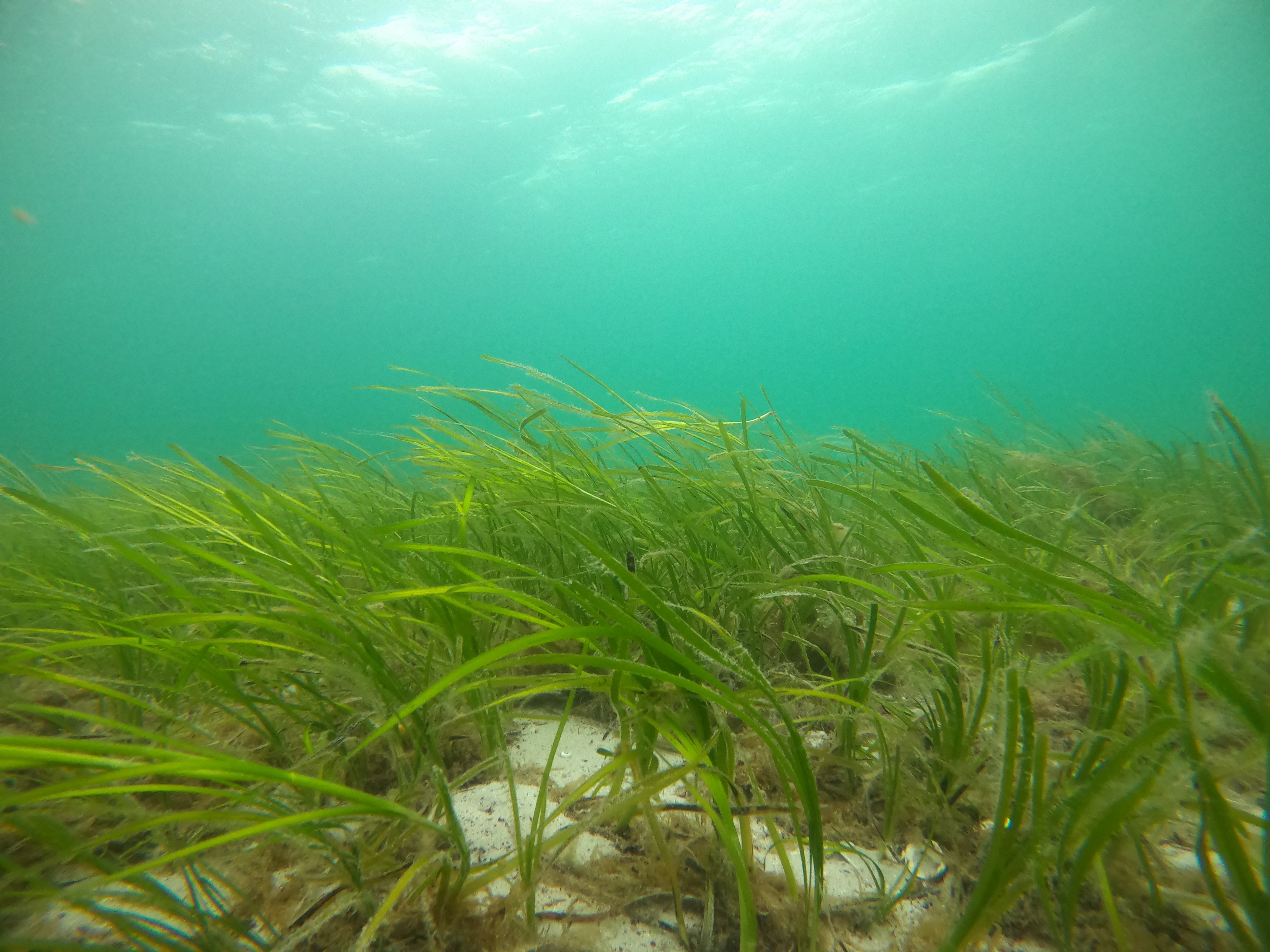 Mapping seagrass and the human seascape in Orkney | Social Sciences ...