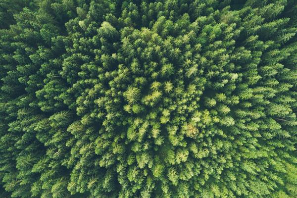 Aerial view of a dense green forest