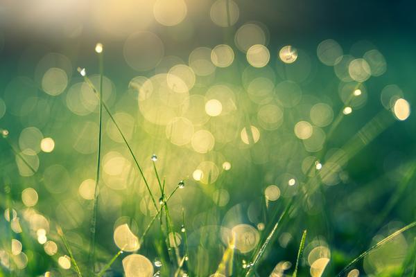 Unfocussed photo of green grass covered in rain drops caught in the sunlight
