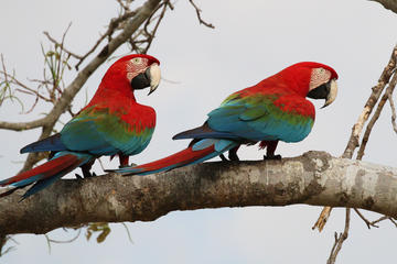 Ara chloropterus 2015 sharp Ara chloropterus (Red-and-green Macaw)